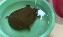 甲鱼宰杀视频,传统烹饪技艺的传承与反思